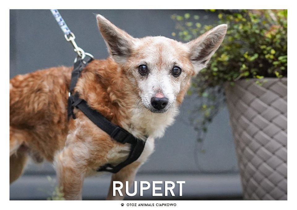 Mały, brązowo-biały pies Rupert.