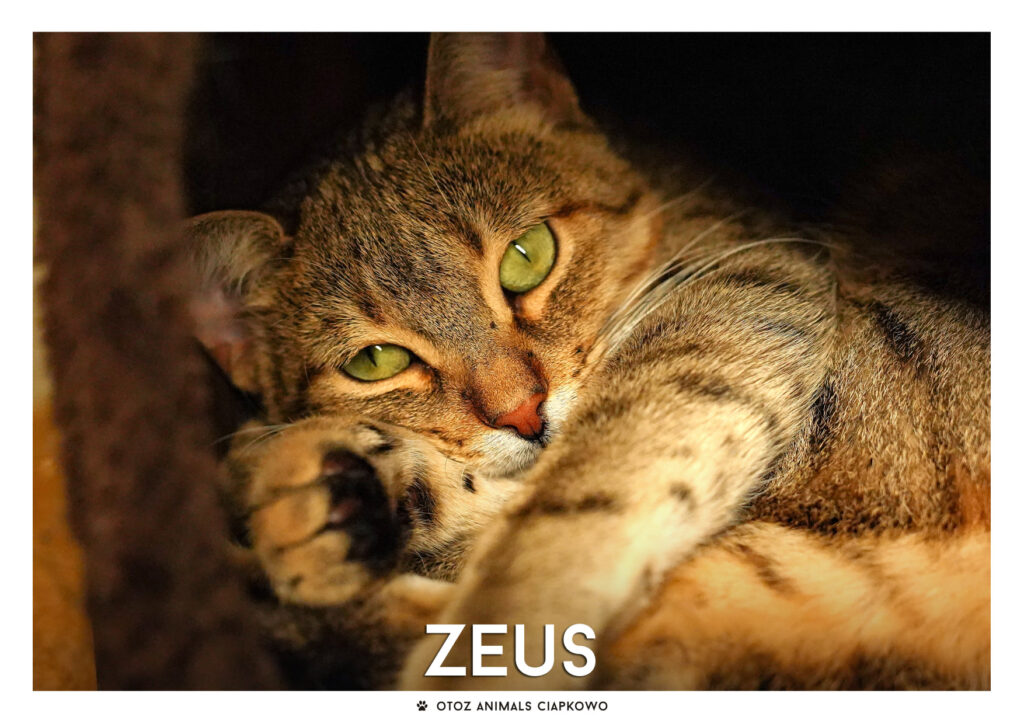 Kot Zeus