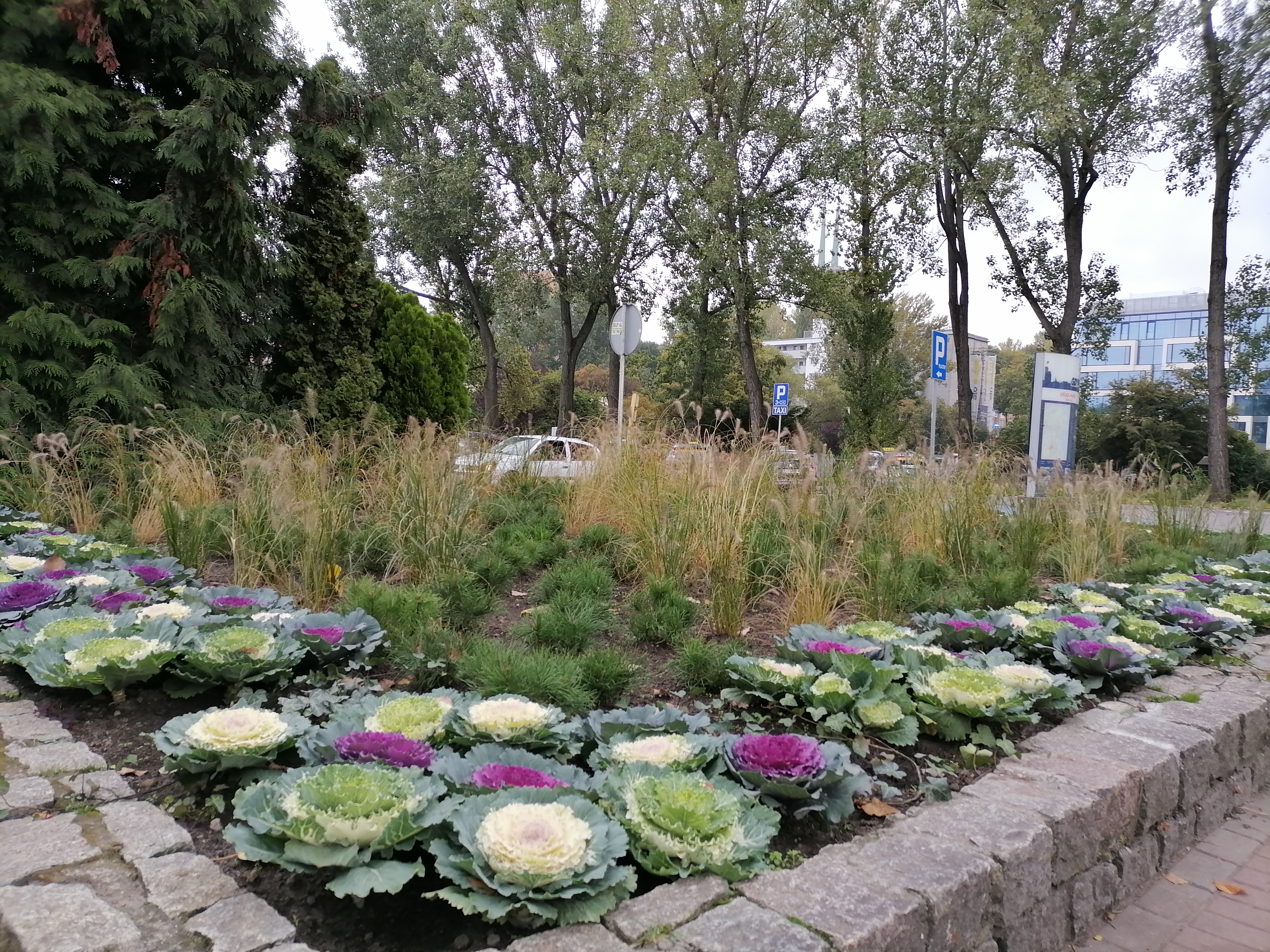 ozodbna rabata przed budynkiem Urzędu Miasta Gdynia, fot. WOM