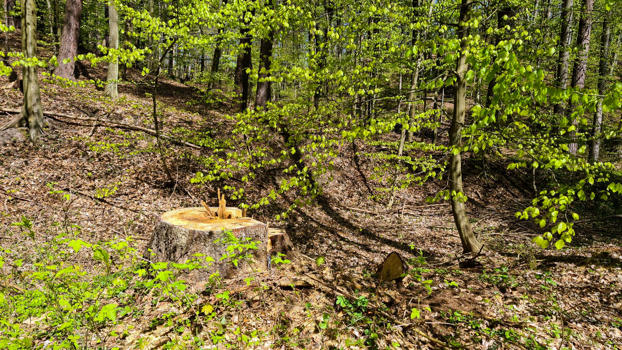 Pień po ściętym drzewie na terenie TPK w Małym Kacku. Fot. Lucyna Lewandowska