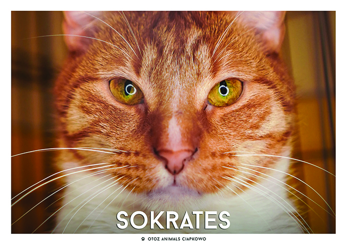 Sokrates