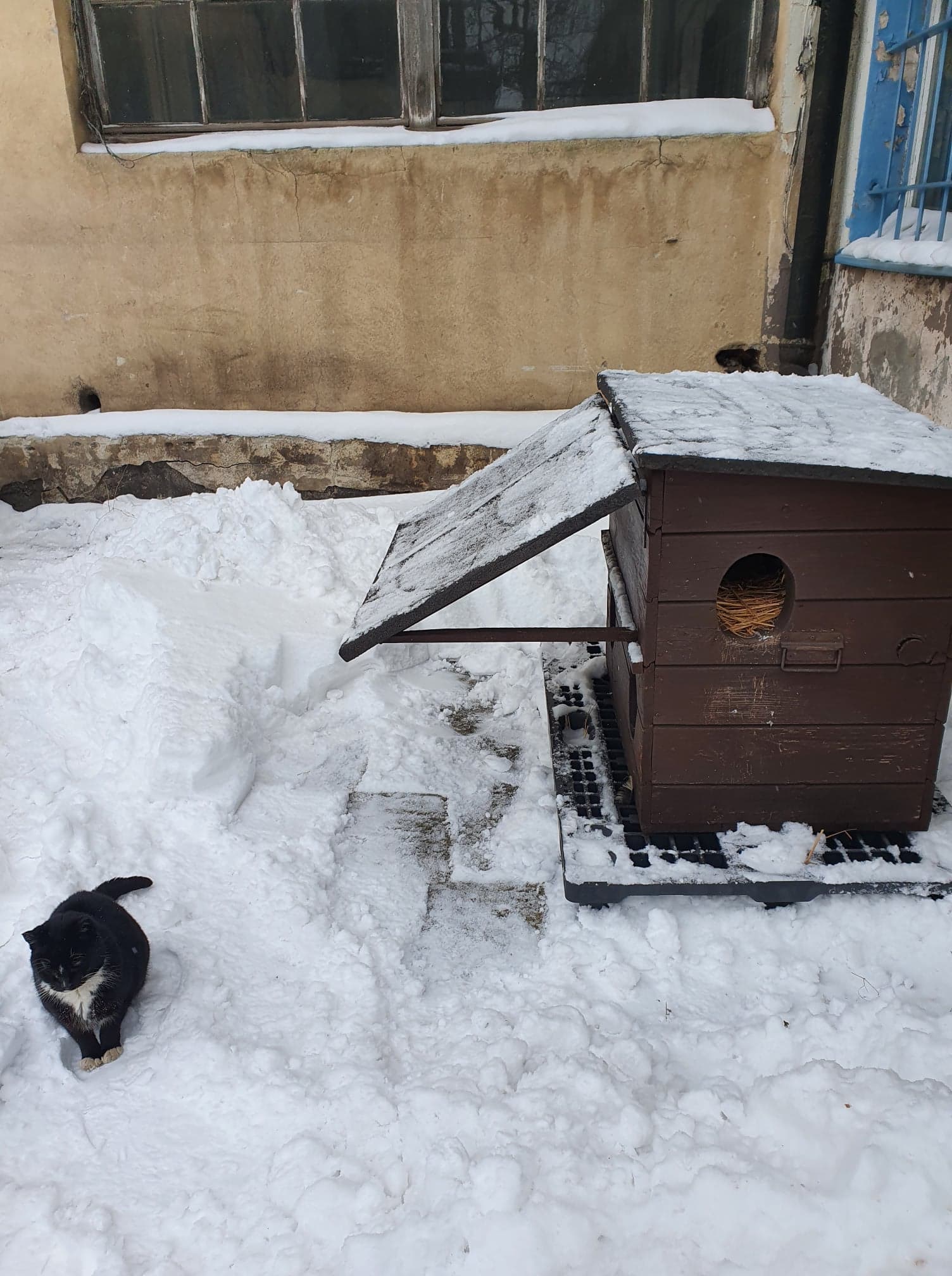 wolno bytujący kot w jednym z domków na terenie Gdyni // fot. materiały Pomorskiego Kociego Domu Tymczasowego