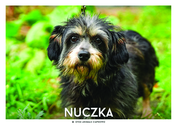 Nuczka