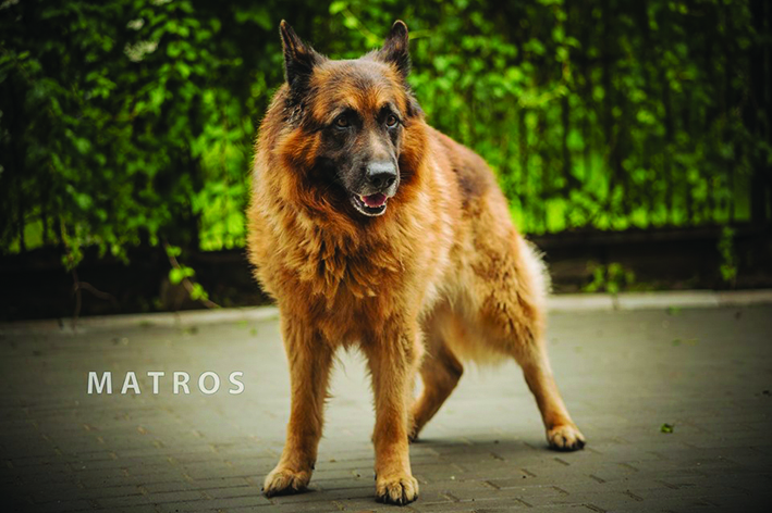 Piesek Matros