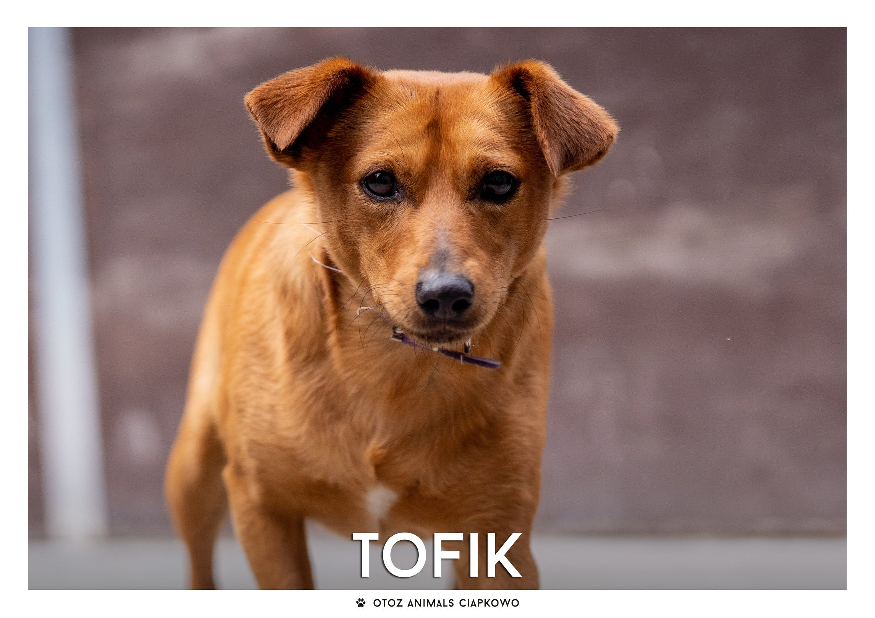 Tofik