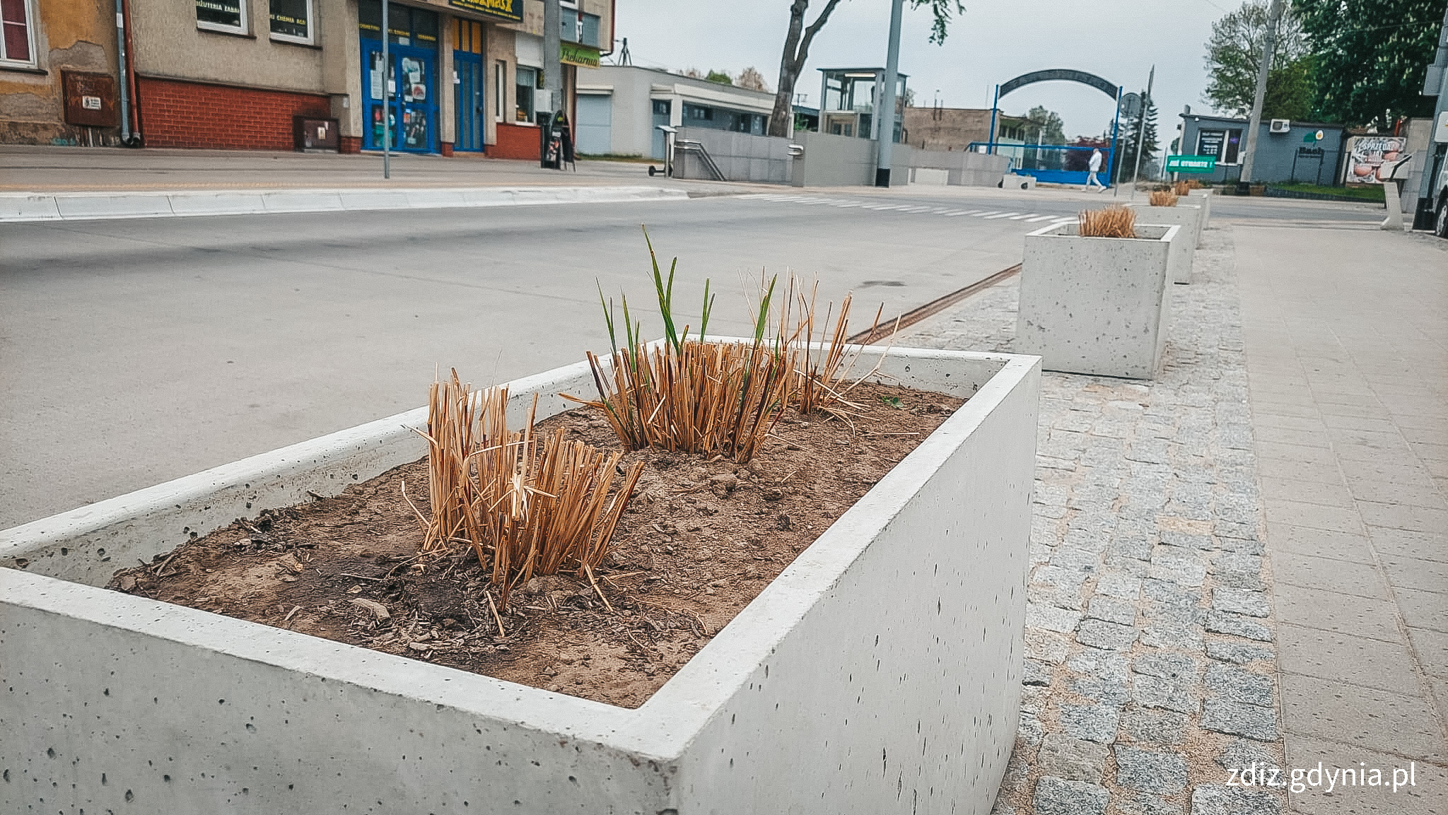 sadzonka rośliny w betonowej doncy, miskant chiński