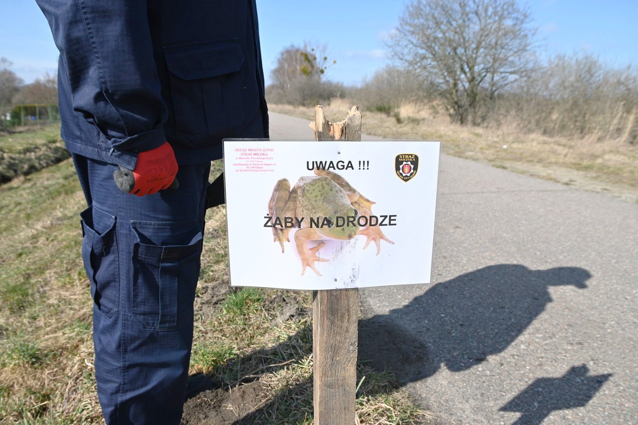 Żaby rozpoczynają okres godowy. Straż Miejska w Gdyni ustawia znaki, informujące o obecności tych stworzeń w danym miejscu. 