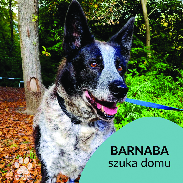 na zdjęciu biało-czarny pies Barnaba