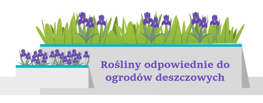 Ogród deszczowy - rośliny