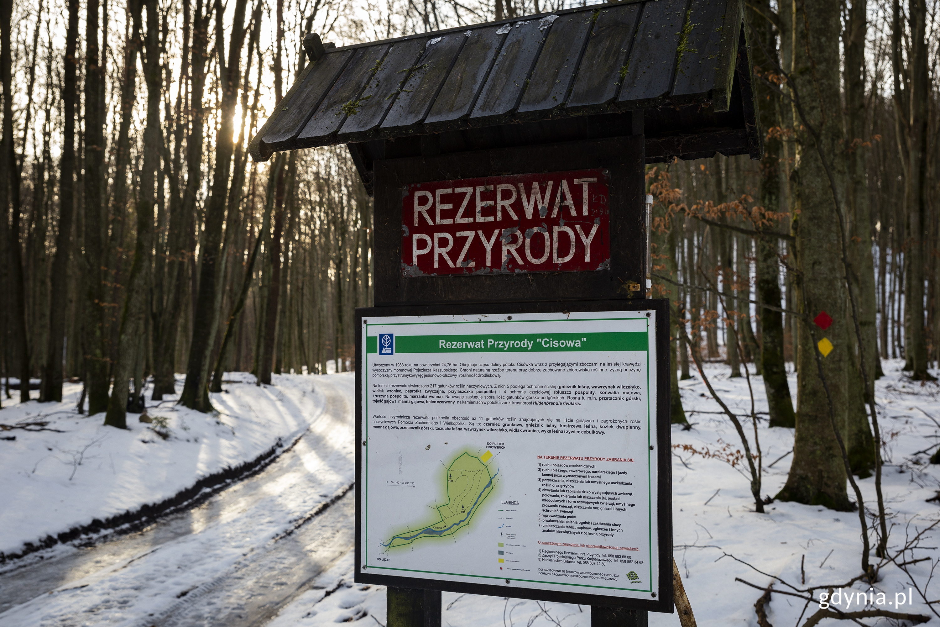 Rezerwat przyrody Cisowa, fot. Przemysław Kozłowski