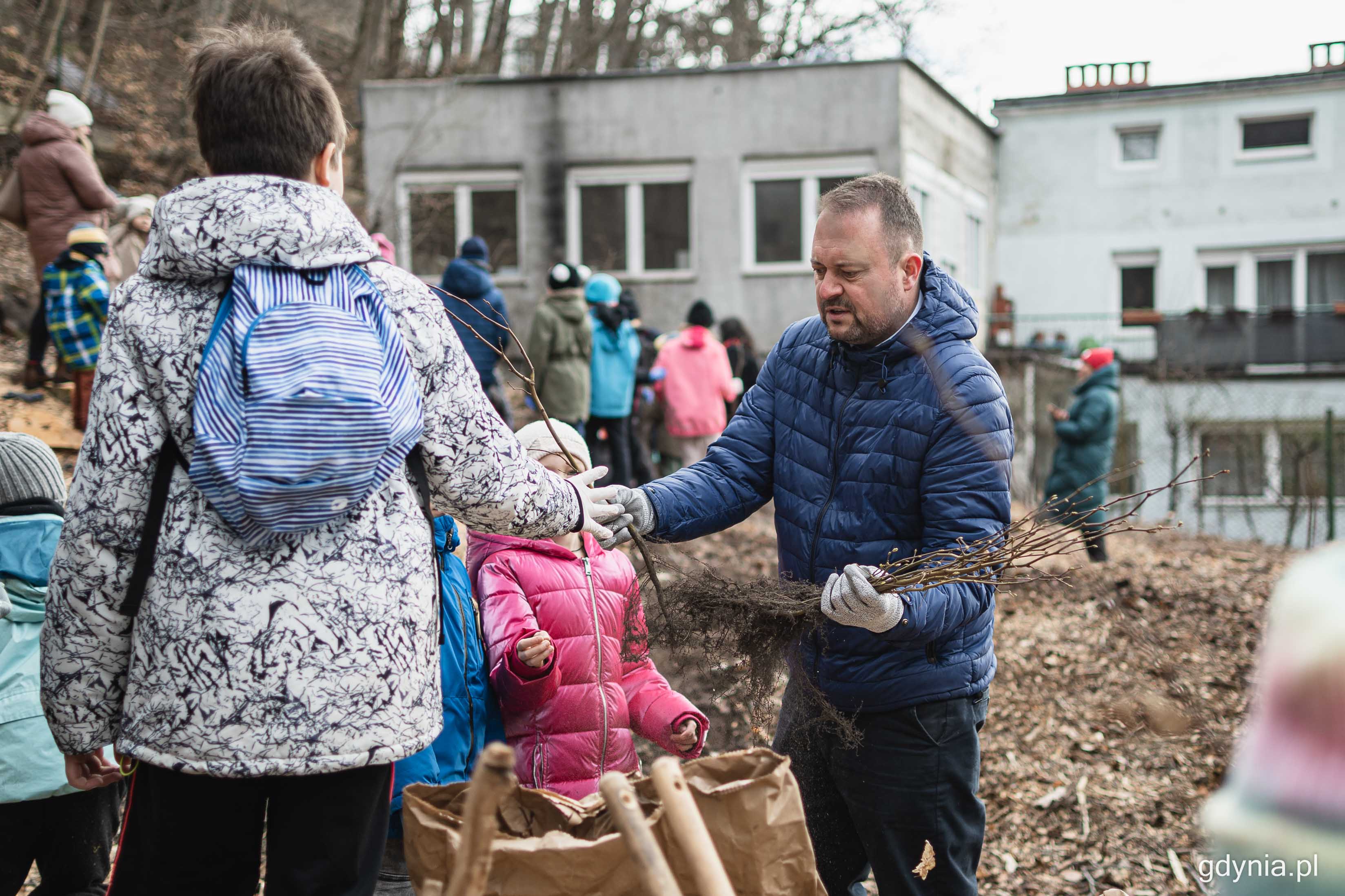 Buki, dęby, graby, daglezje - takie gatunki pojawią się na zalesionym terenie. Na zdjęciu sadzonki rozdzaje Marek Łucyk, wiceprezydent Gdyni ds. rozwoju, fot. Kamil Złoch