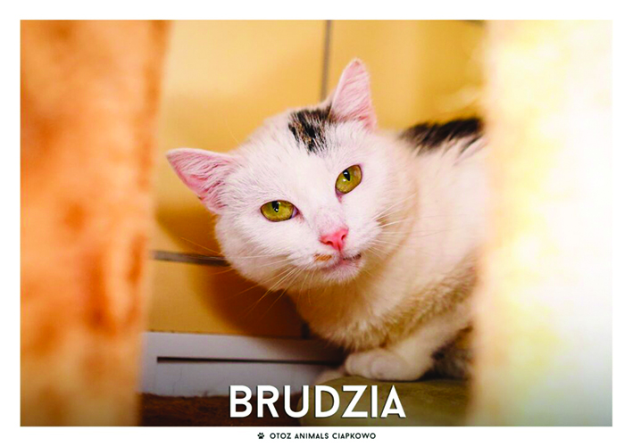 na zdjęciu nieśmiała biało-czarna kotka Brudzia