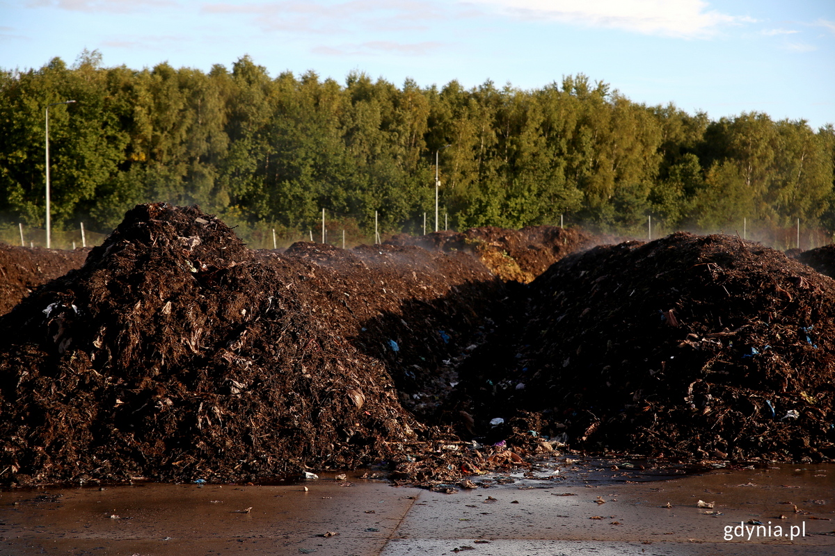 Kompost powstały z odpadów kuchennych, jeszcze przed sgregacją na sicie worków i większych odpadów. Fot. Przemysław Kozłowski
