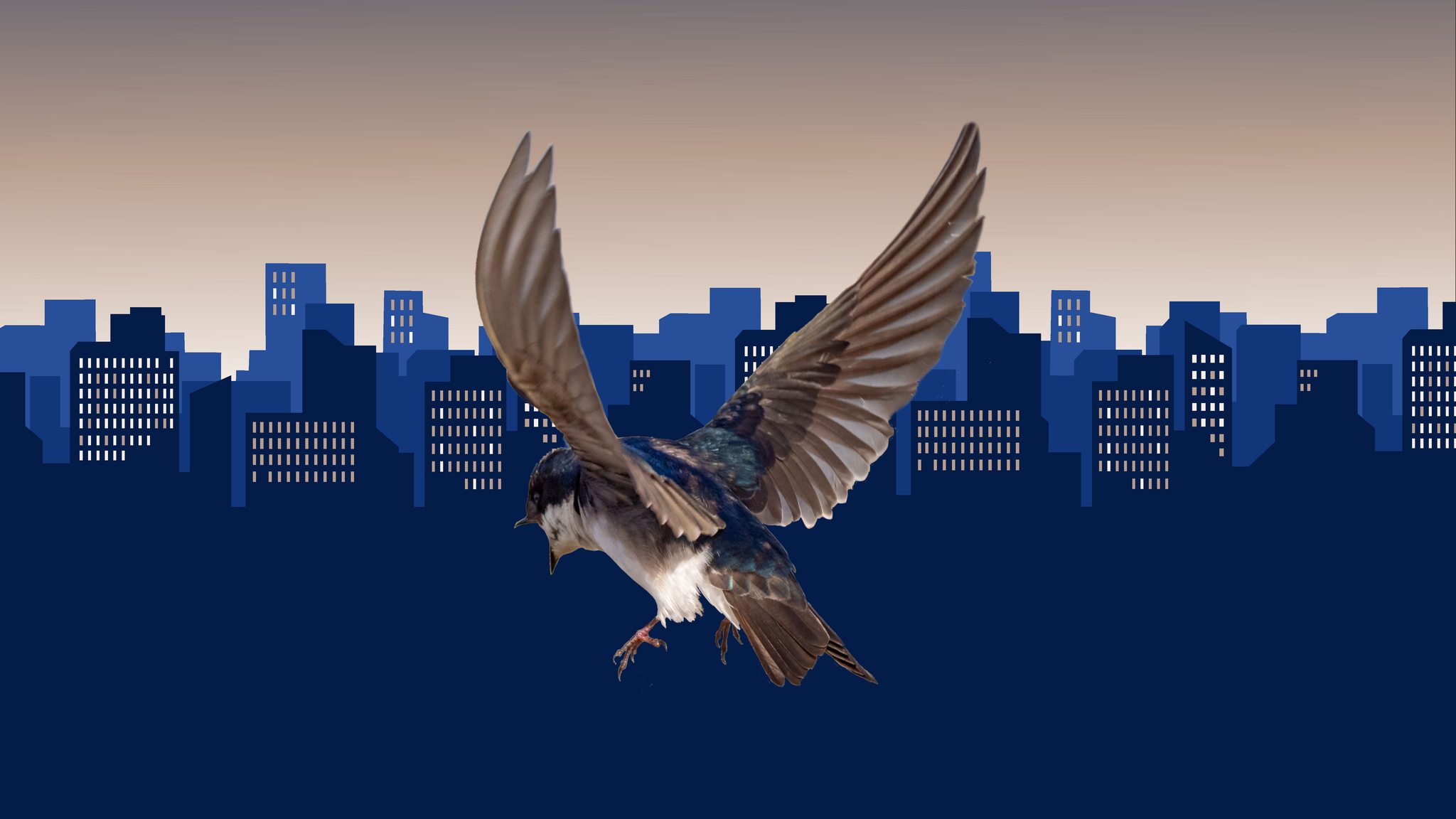 Europejski Dzień Ptak&oacute;w