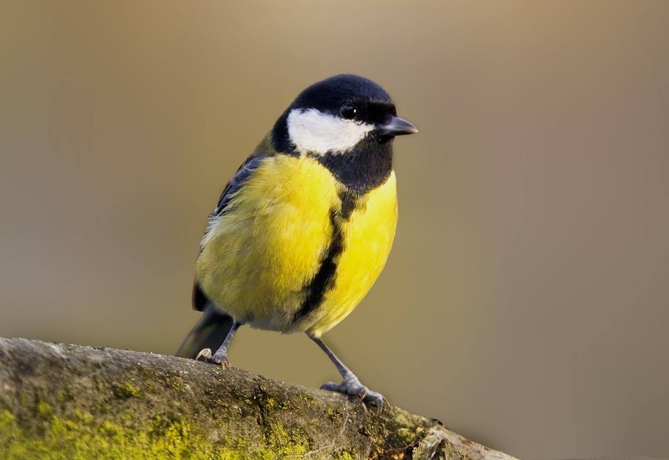 Sikorka bogatka z charakterystycznym, ż&oacute;łtym upierzeniem na brzuszku. Fot. Zbigniew Klawikowski, Facebook Nadleśnictwo Gdańsk, Lasy Państwowe