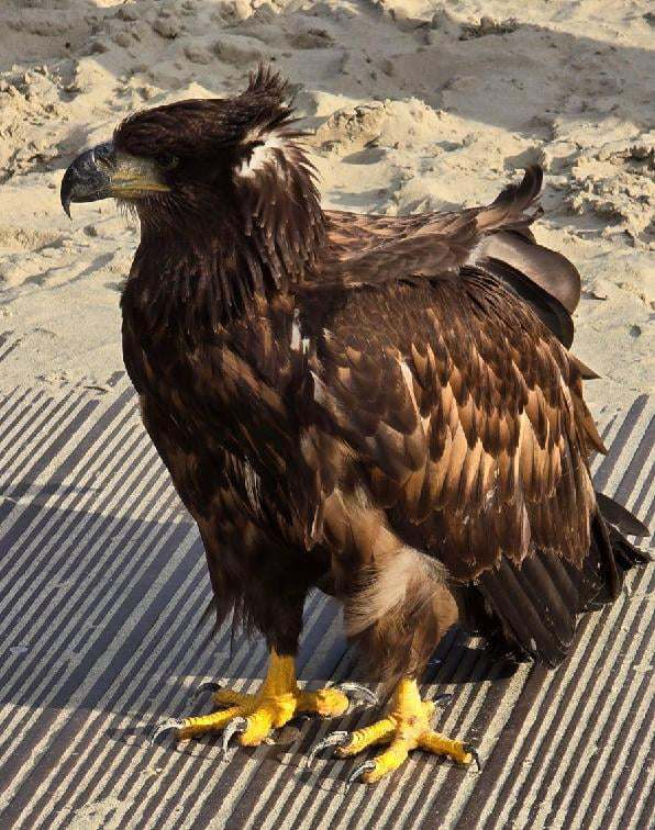 Młody bielik wylądował na plaży Śr&oacute;dmieście w Gdyni (fot. materiały Straży Miejskiej w Gdyni)