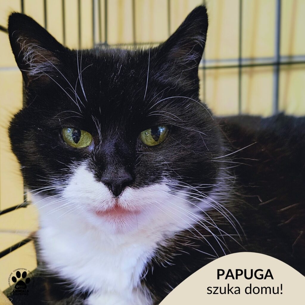 na zdjęciu czarno-biała kotka