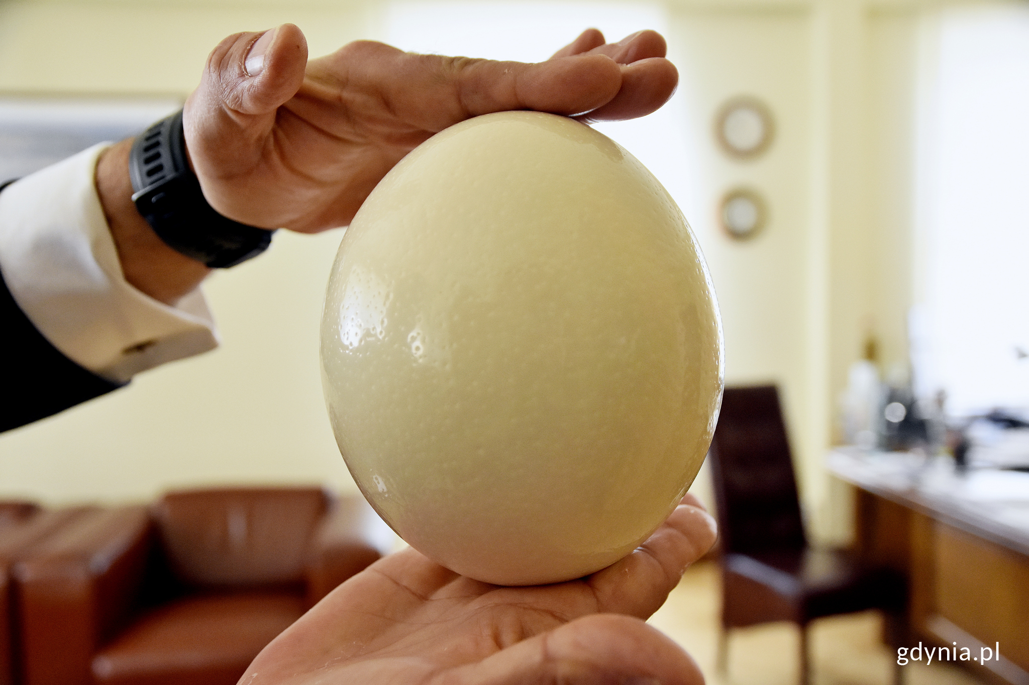 Strusie jajo jeszcze przed udekorowaniem, fot. Jan Ziarnicki