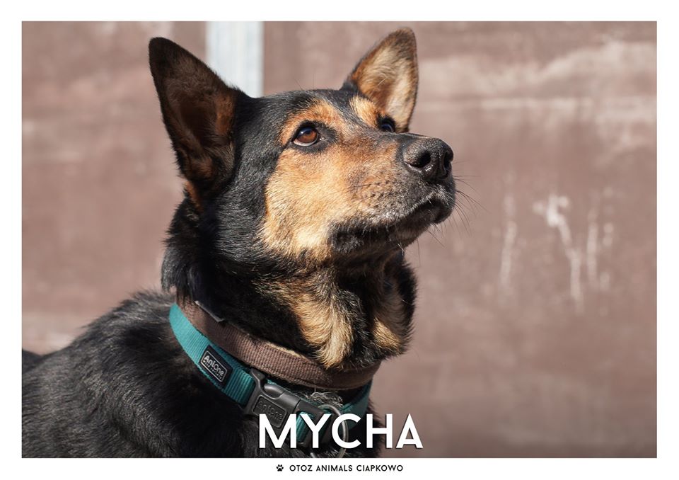 Mycha szuka domu, fot. OTOZ Animals Ciapkowo