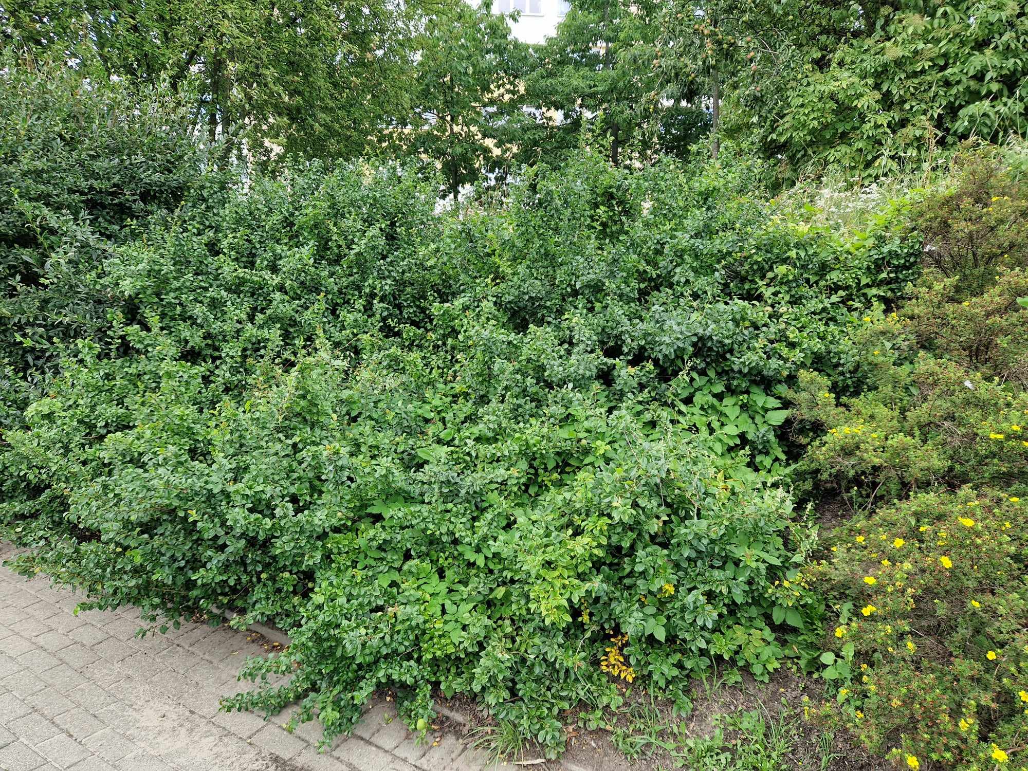 Rośliny: ligustr, pigwowiec albo pięciornik