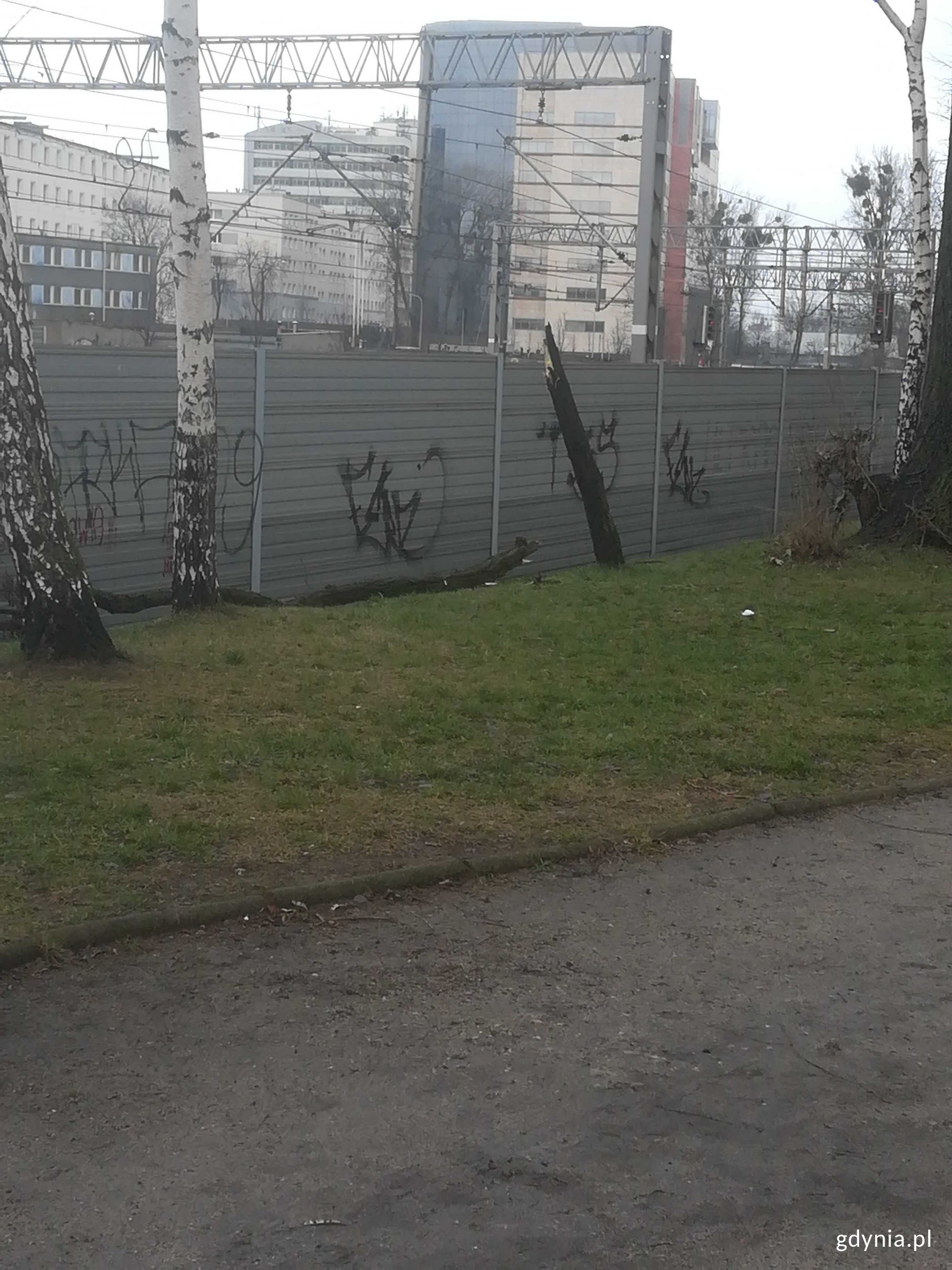 Powalone drzewo na alejkach, za szkołą sportową.jpg/fot. mat. GCK