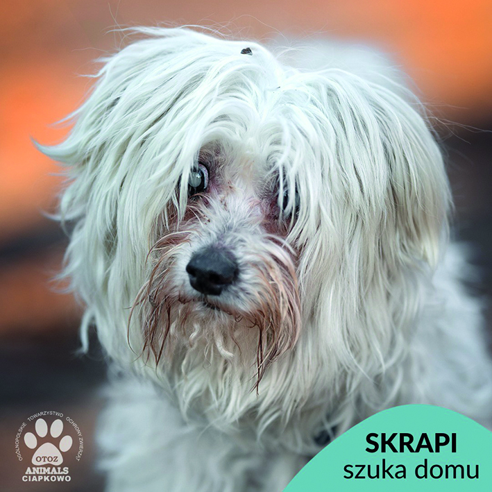 na zdjęciu biały kudłaty piesek