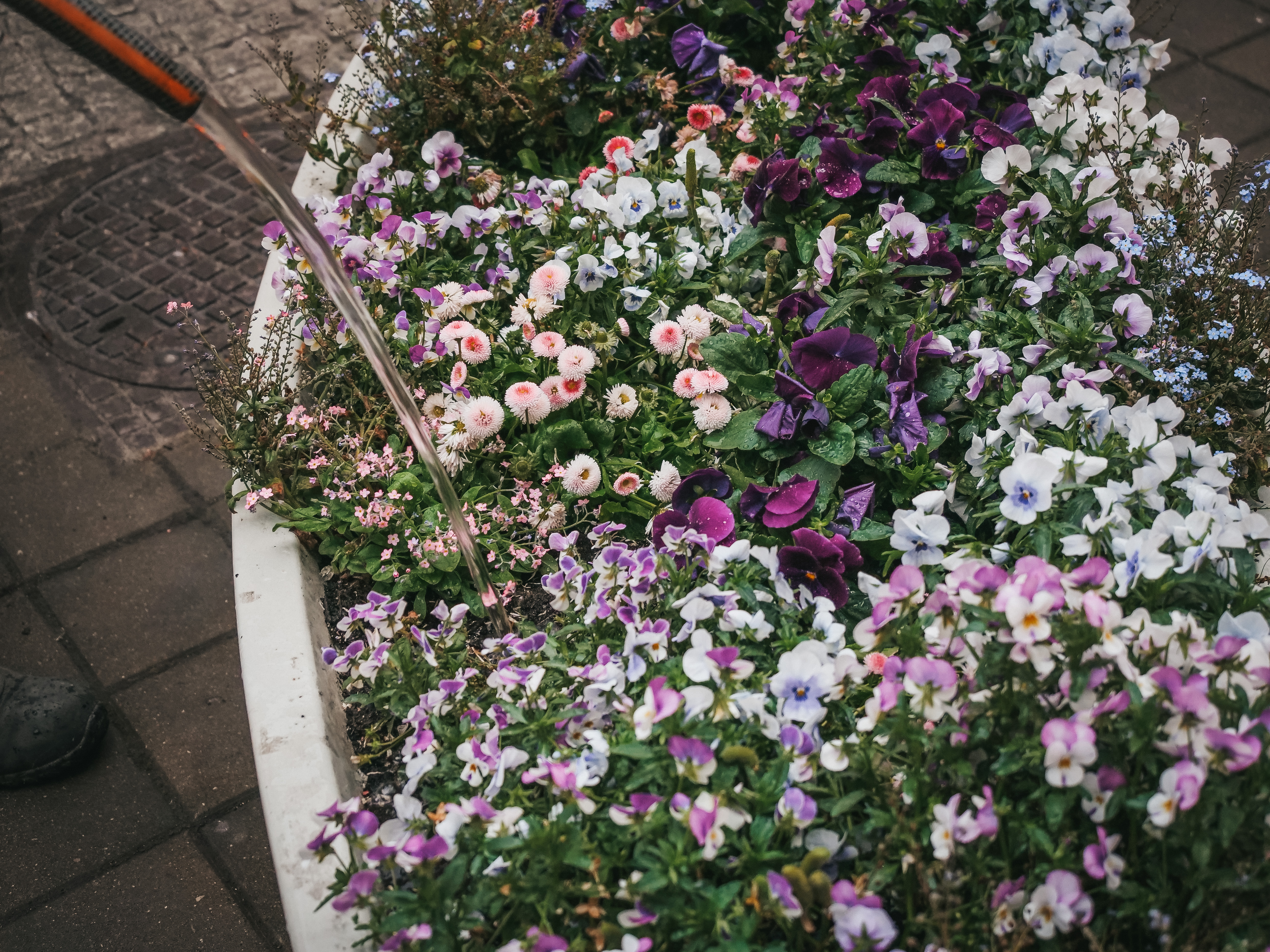 podlewanie kwiat&oacute;w w donicy