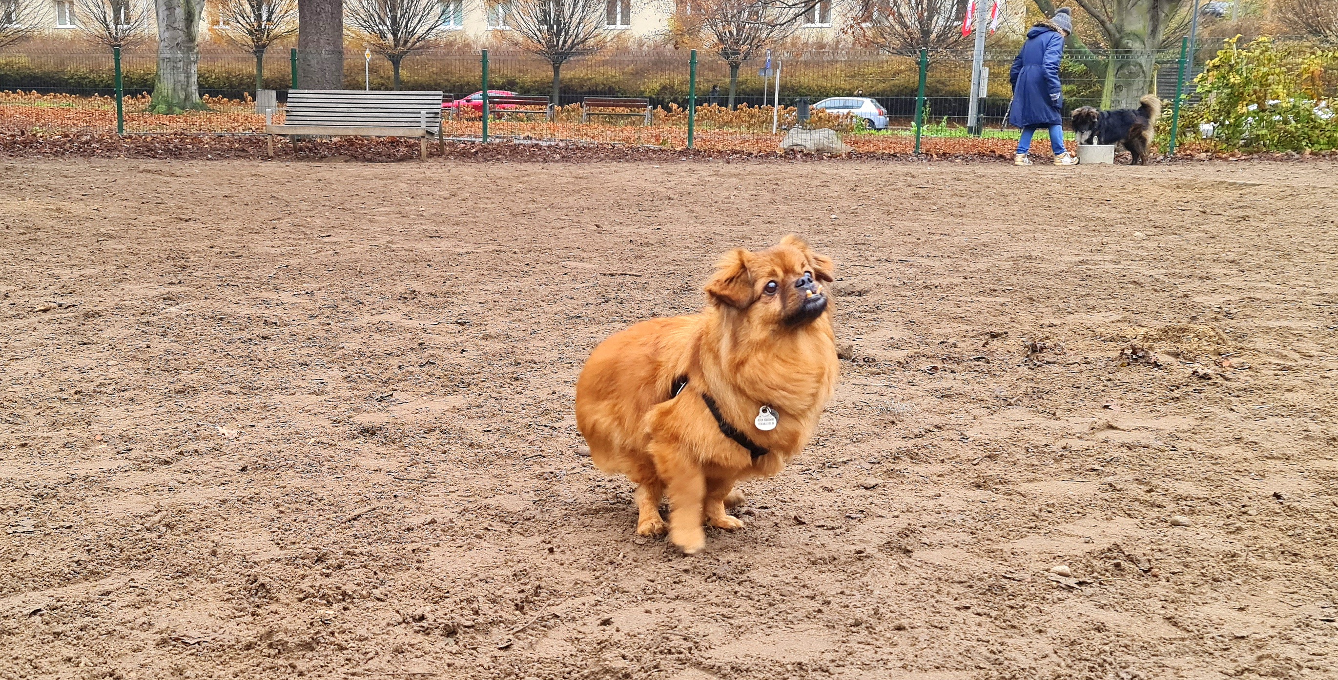 Piesek Fafik, fot. Zygmunt Gołab