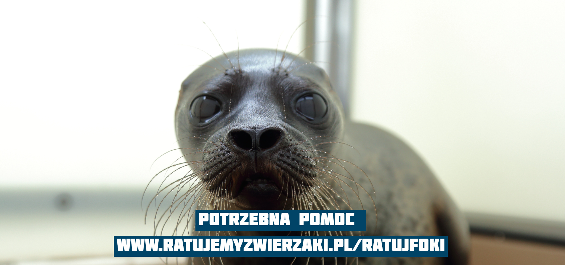 Foka szara. Fot. Stacja Morska w Helu