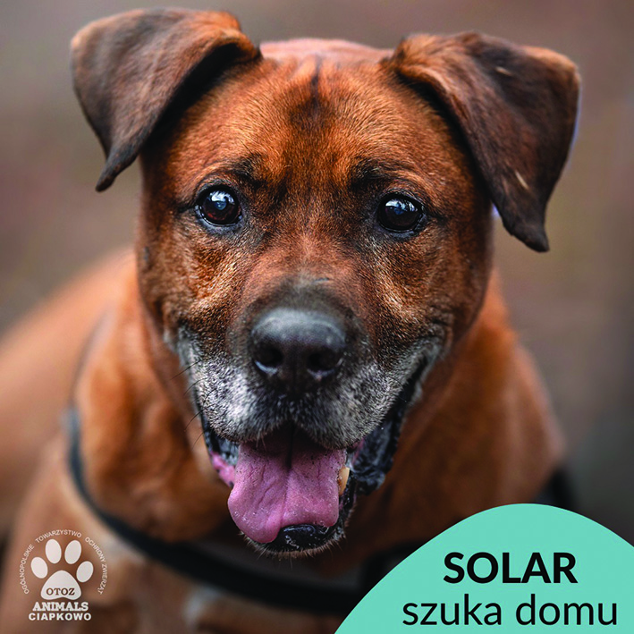 na zdjęciu duży brązowy pies