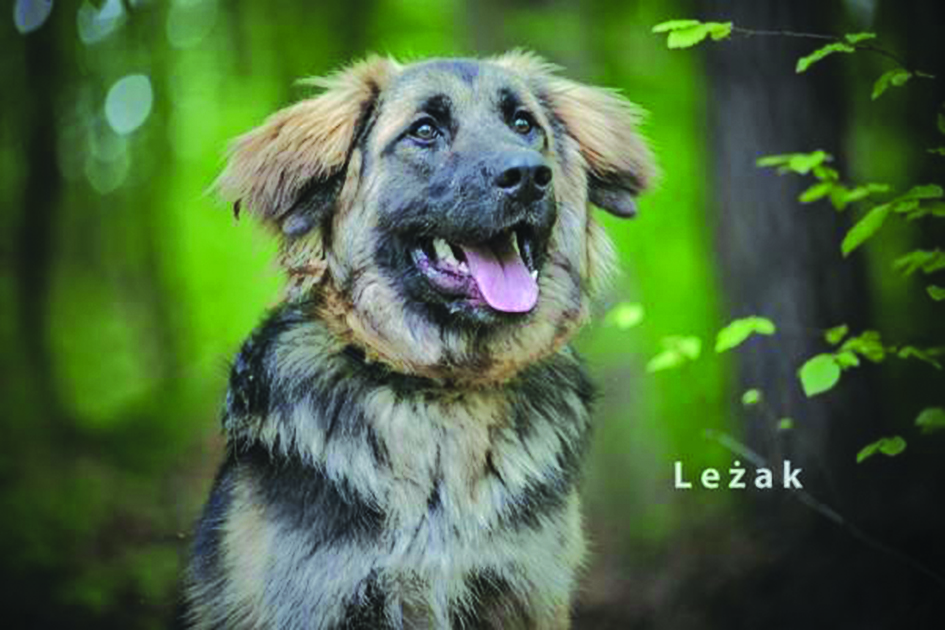 Leżak - piesek do adopcji