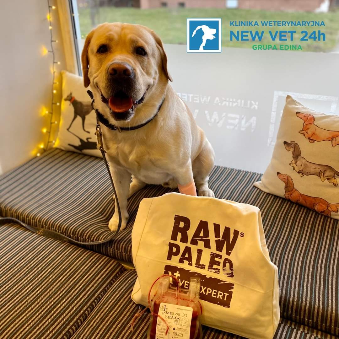 Krew od psich i kocich krwiodawc&oacute;w przydaje się przy zwierzętach, kt&oacute;re uległy r&oacute;żnego rodzaju &nbsp;wypadkom, zatruciach, przy &nbsp;niedokrwistościach spowodowanych m.in. chorobami odkleszczowymi oraz nowotworach. Fot. Bank krwi Edina New Vet 24 h