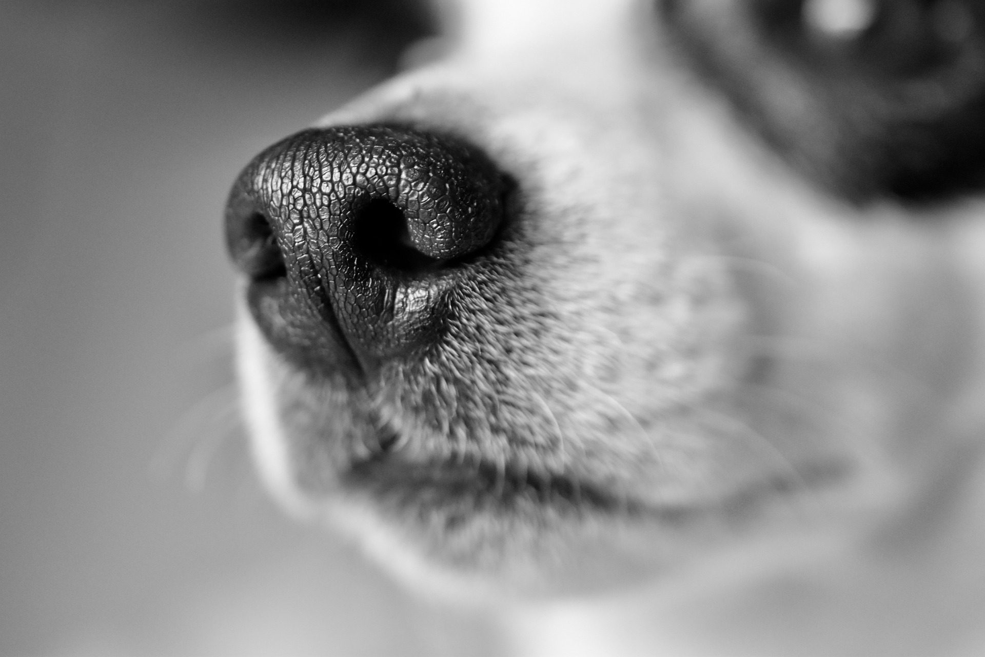 Nos psa //fot. Jade87 z Pixabay.com