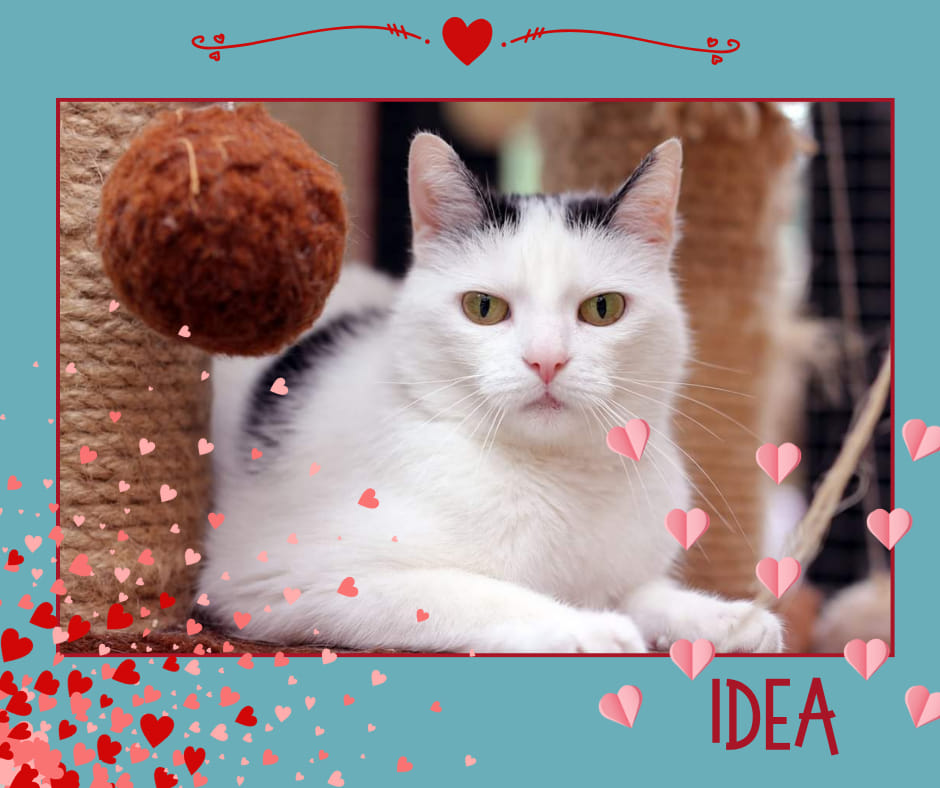 na zdjęciu biała koteczka