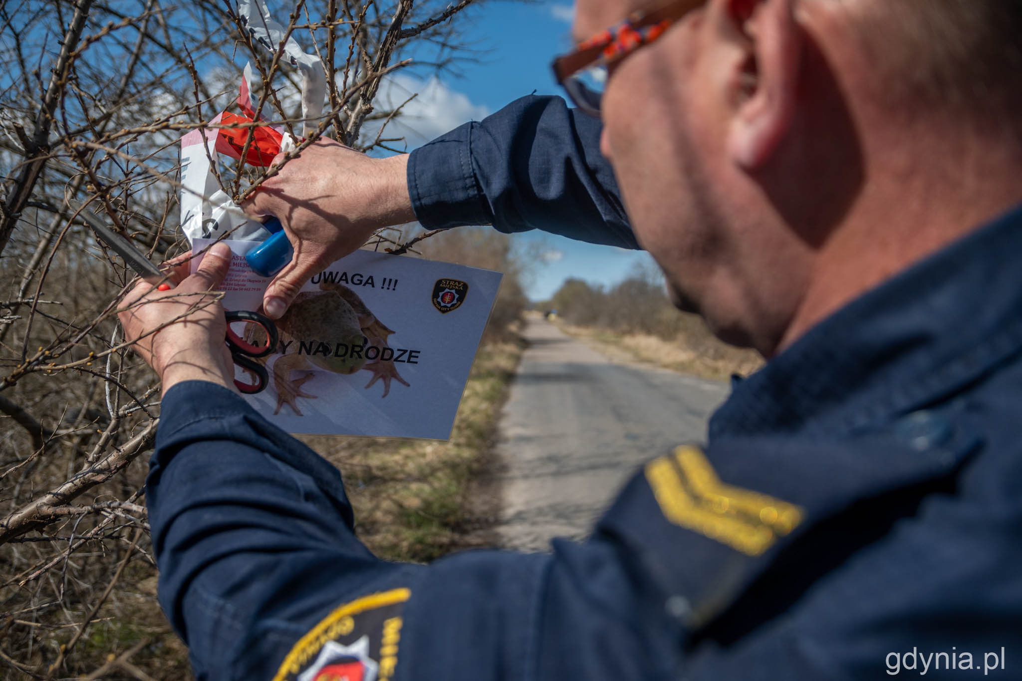 EkoPatrol Straży Miejskiej w Gdyni oznacza miejsca, w kt&oacute;rych przez drogi przedostają się żaby // fot. Paweł Kukla