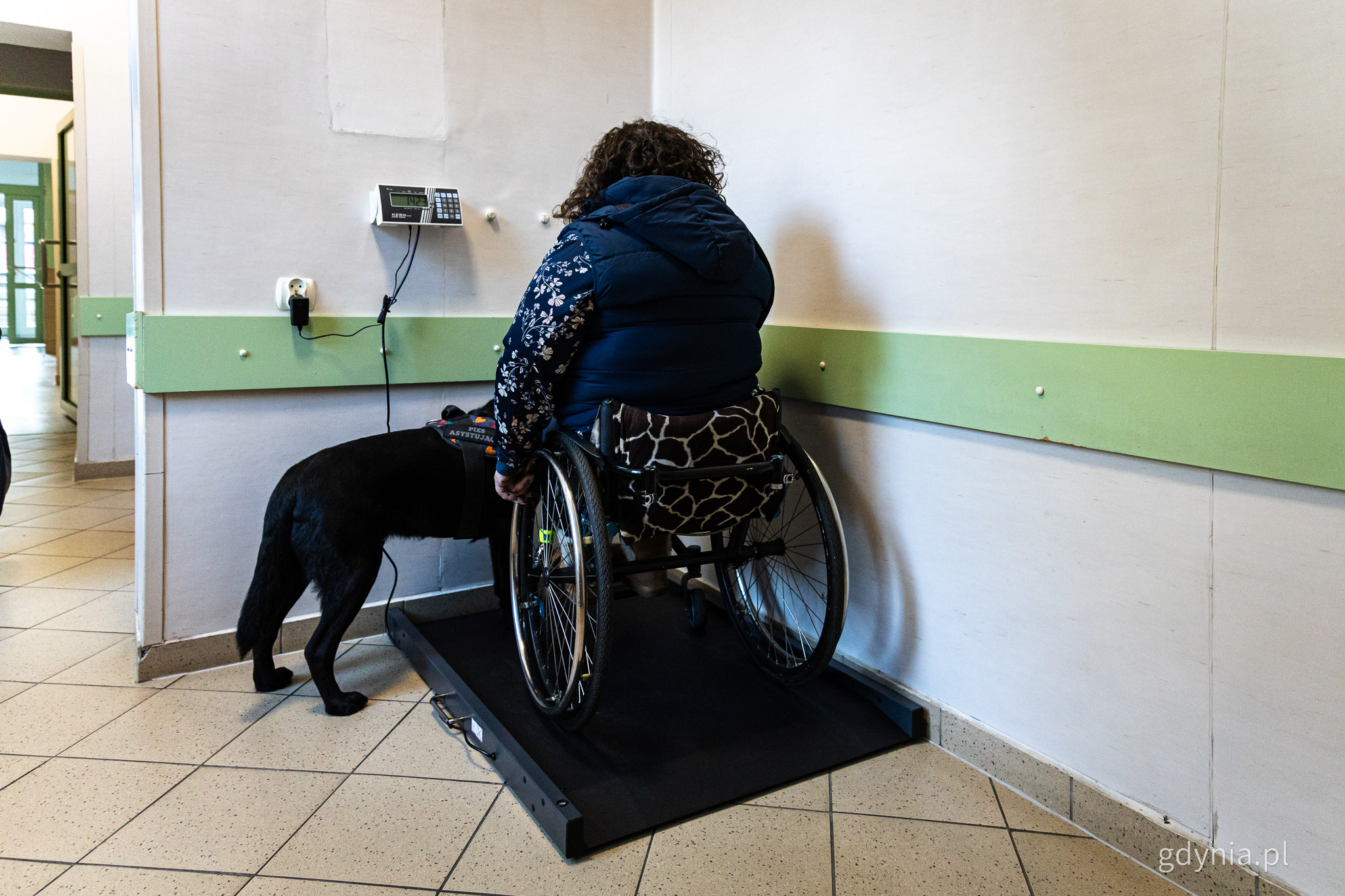 Pomieszczenie, waga, kobieta na w&oacute;zku z psem asystującym korzystają z wagi