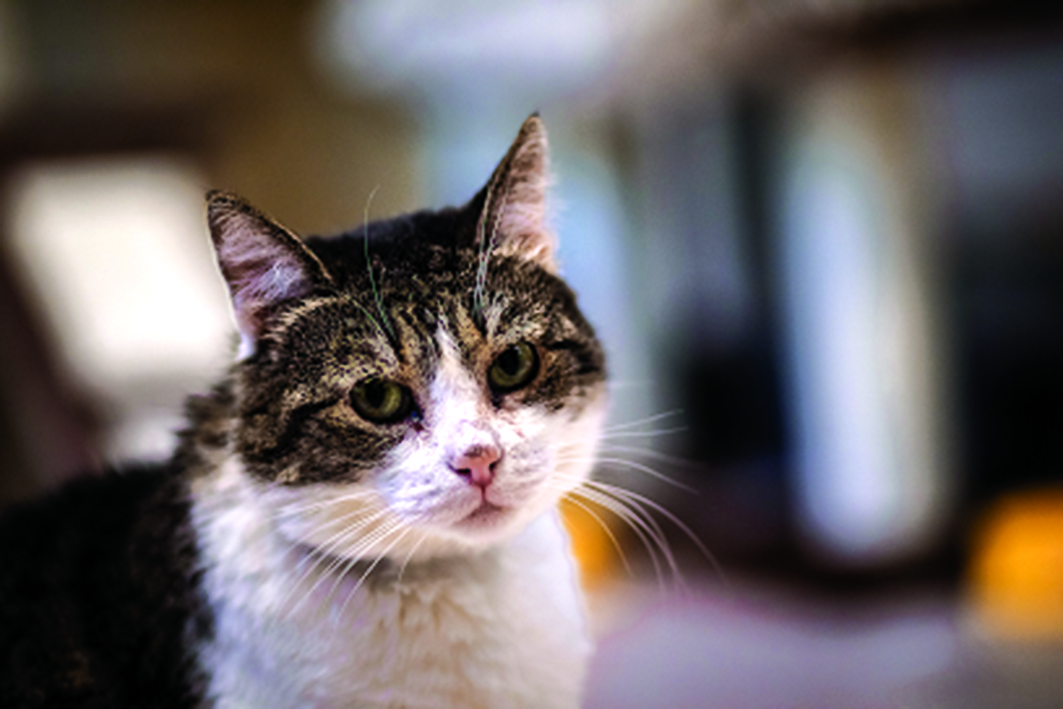 Sałatka - kotka do adopcji // mat. OTOZ Animals &bdquo;Ciapkowo&rdquo;