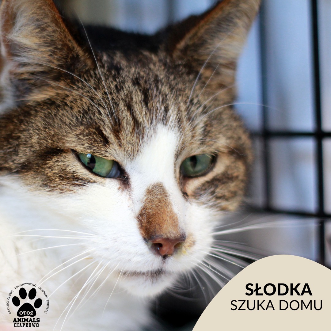 na zdjęciu szara kotka