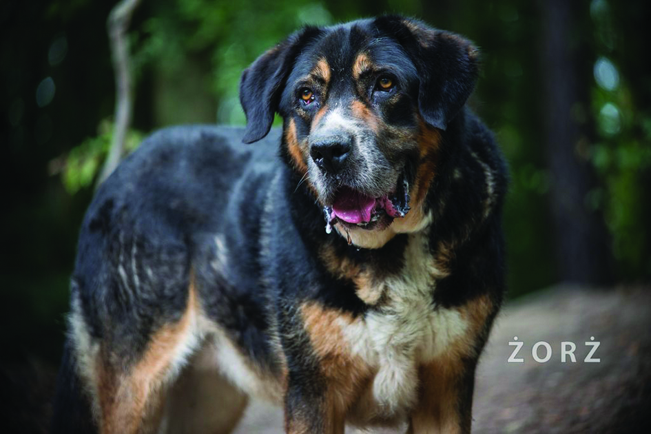 Żorż - pies do adopcji // mat. OTOZ Animals &bdquo;Ciapkowo&rdquo; 