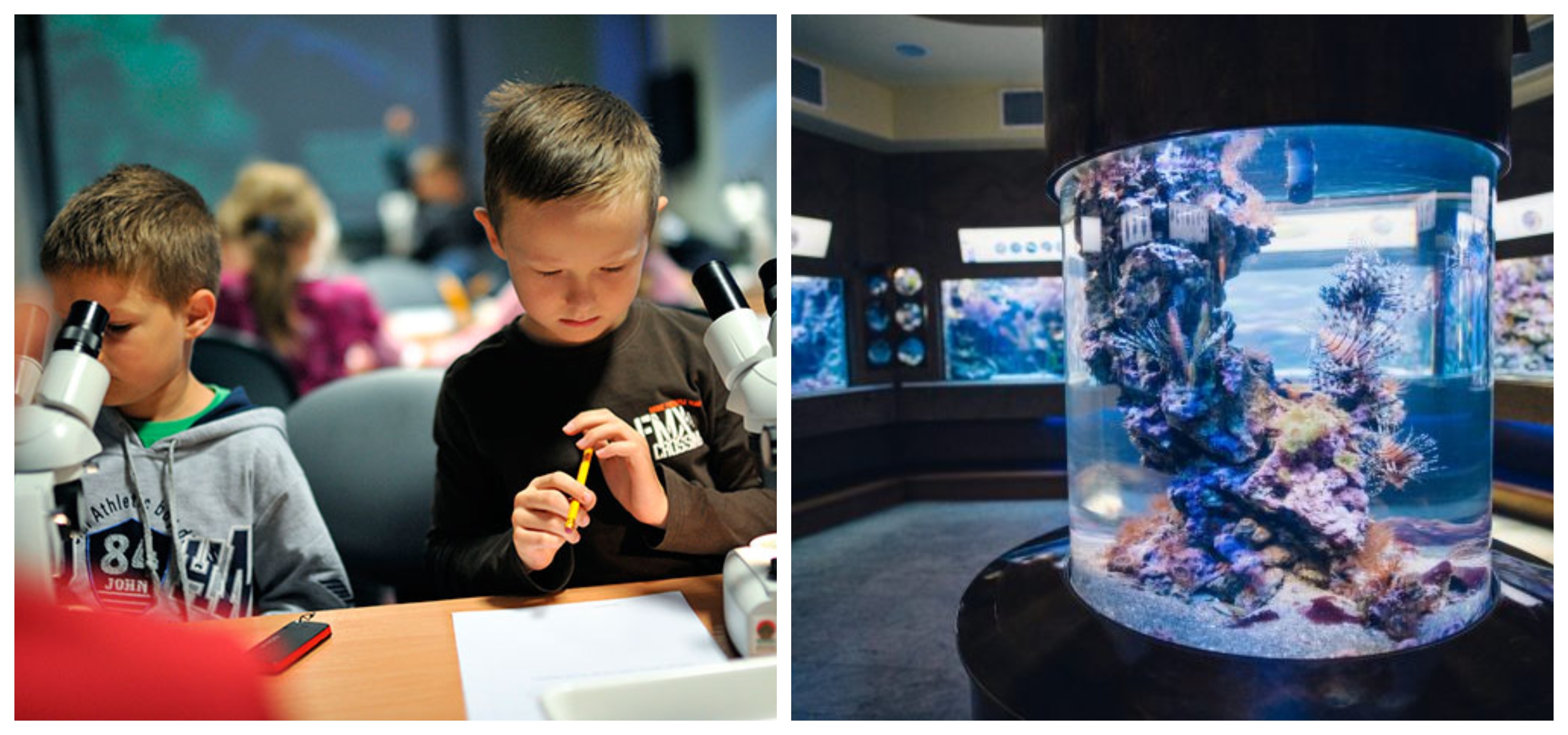 Akwarium Gdyńskie, źr&oacute;dło MIR