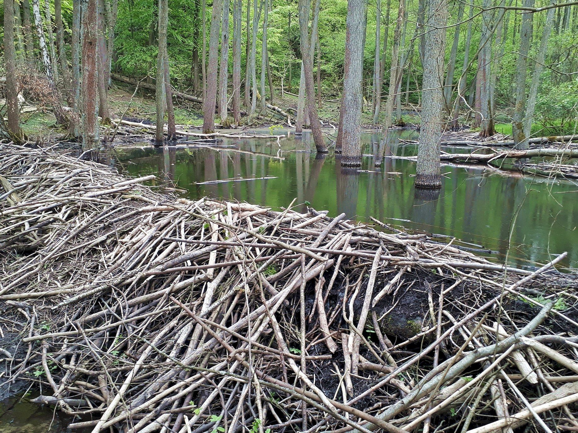 Jeden z wyjątkowych widok&oacute;w związanych z potokiem Swelinia, fot. Stanisław Węsławski / z naszej facebookowej grupy &bdquo;Gdynia w obiektywie&rdquo;