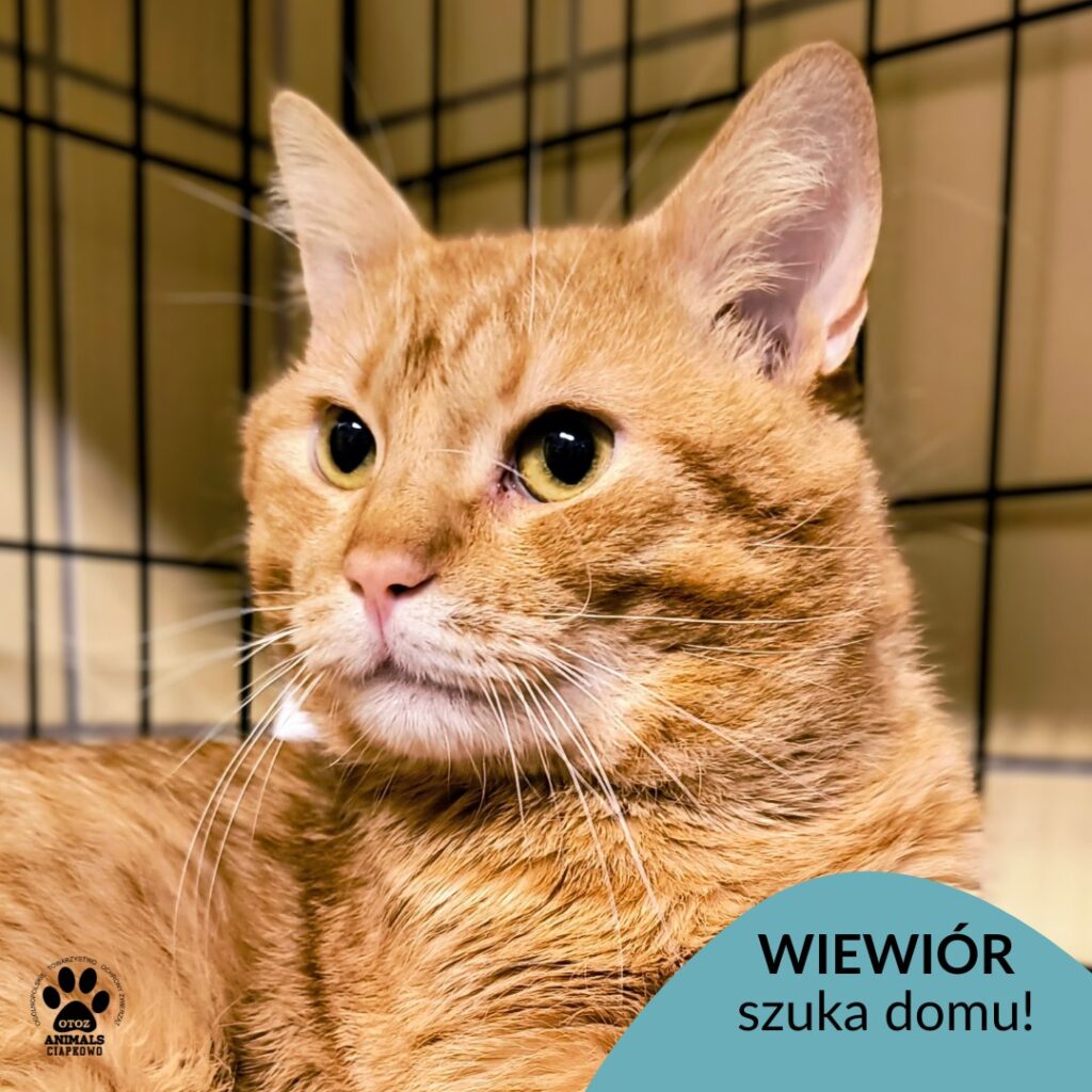 na zdjęciu rudy kocurek