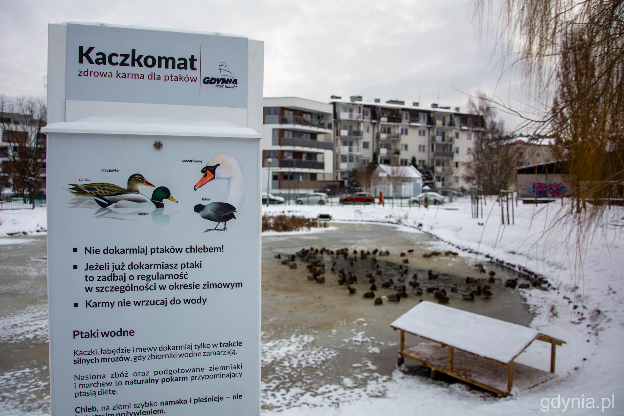 Kaczkomat, Dokarmianie ptak&oacute;w, staw na Dąbrowie, fot. Paweł Kukla 