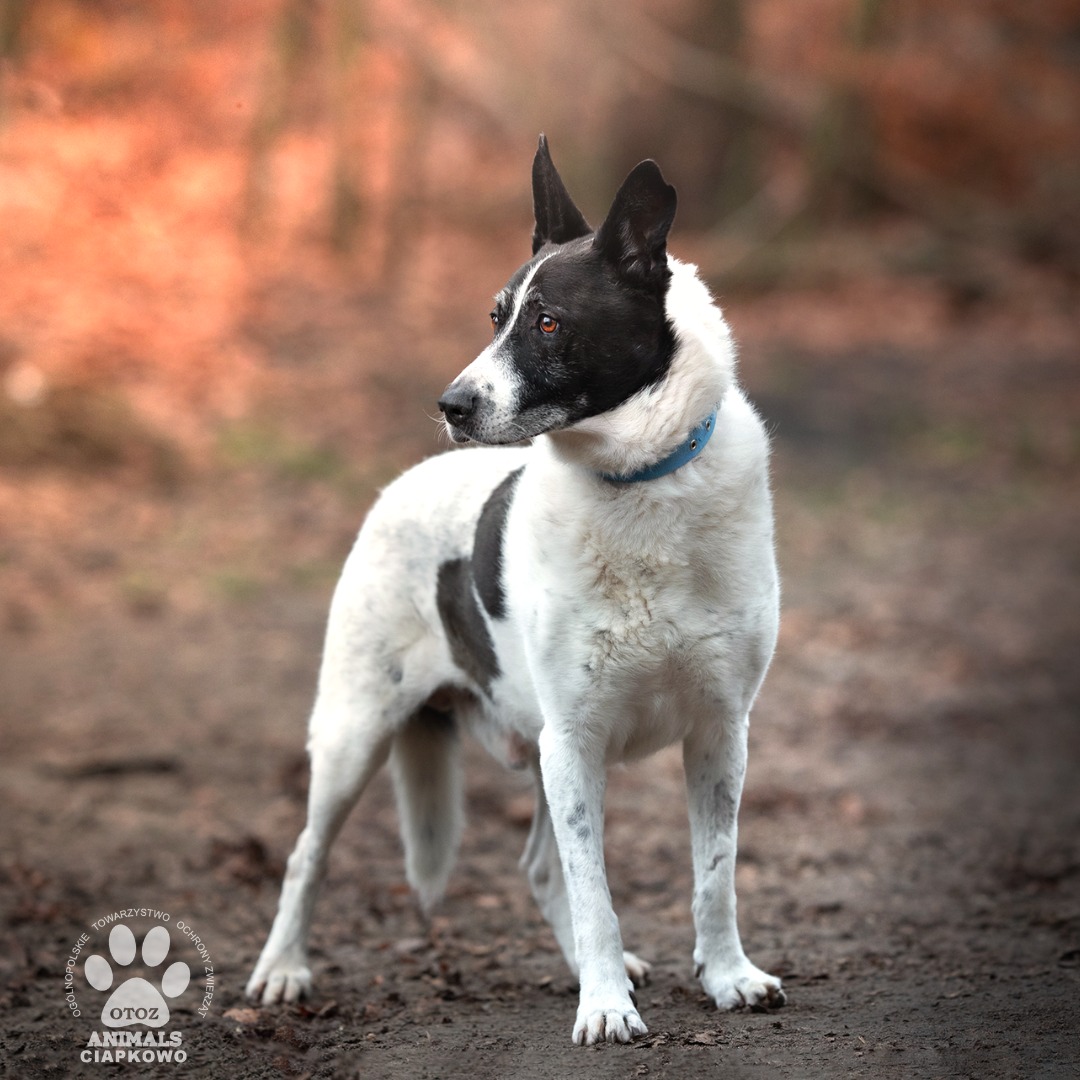 Pies Mefisto.Fot. Ciapkowo