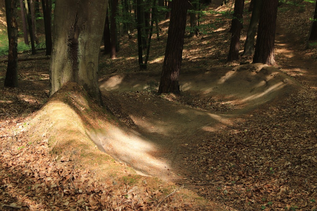 Jeden z nielegalnych single track&oacute;w stworzonych w tr&oacute;jmiejskim Parku Krajobrazowym. Źr&oacute;dło: TPK