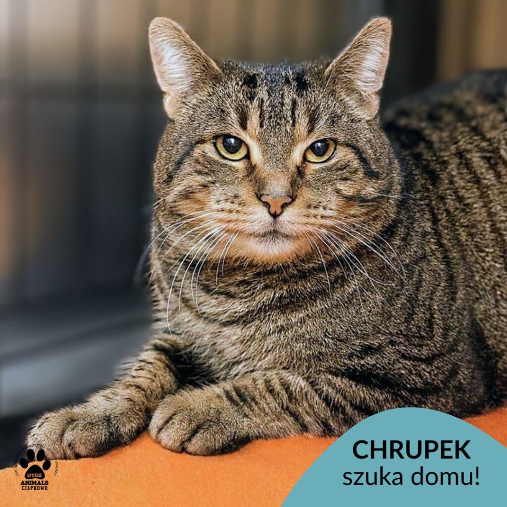 na zdjęciu szary kocurek w paski