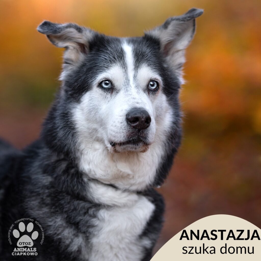 na zdjęciu szary piesek