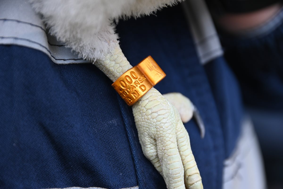 Obrączkowanie sokoł&oacute;w. Fot. Zygmunt Gołąb