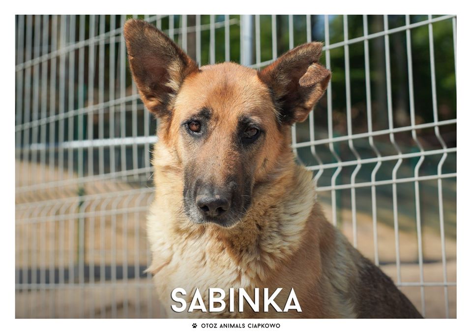 Sabinka szuka domu, fot. OTOZ Animals Ciapkowo