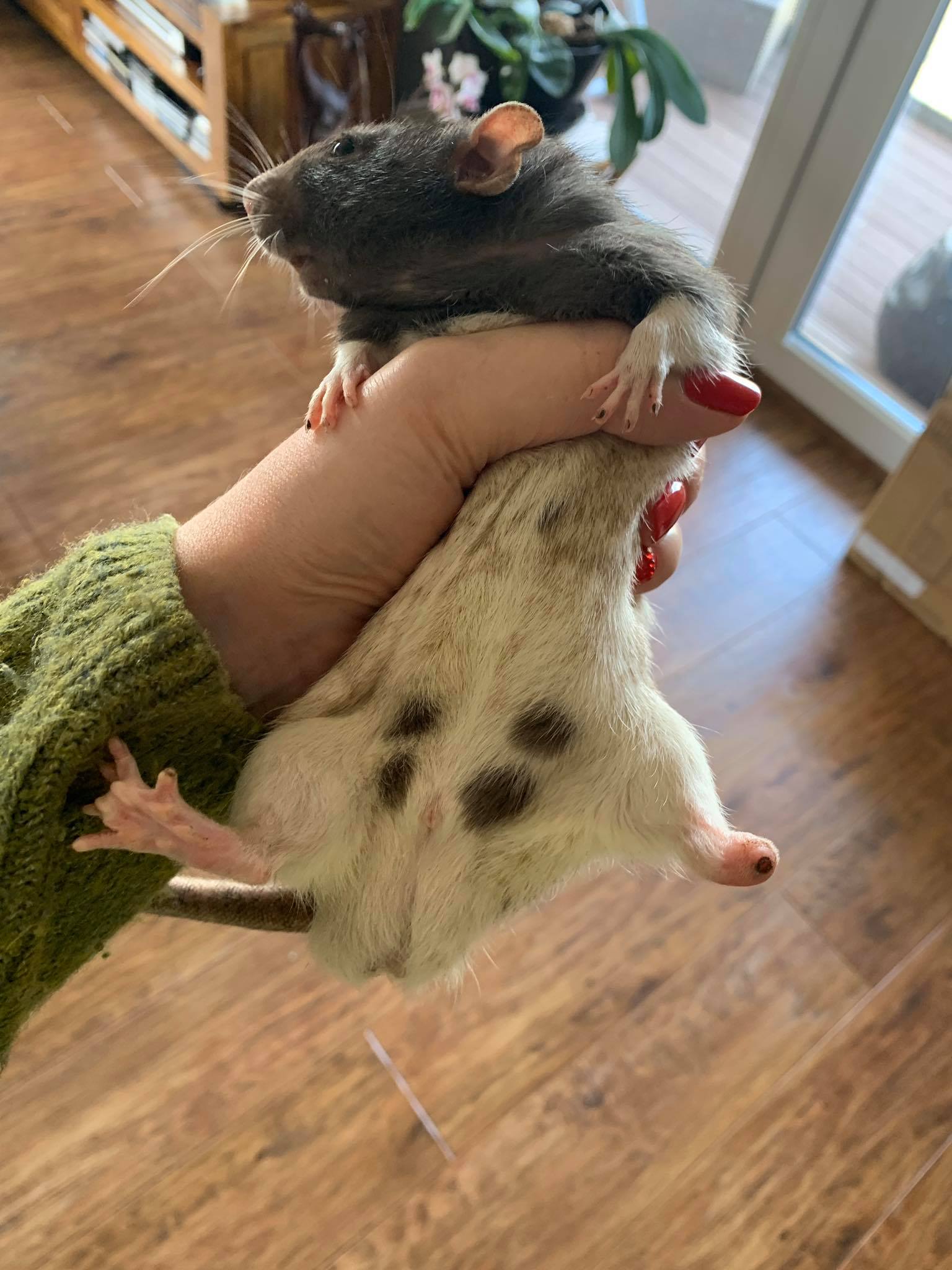 Jeden z ocalonych szczur&oacute;w, fot. Monika Niedzielska